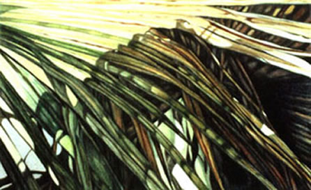 Palm